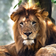 Illustration for article titled Love Is Dead: Nyack the Lion Murdered by Zuri the Lioness